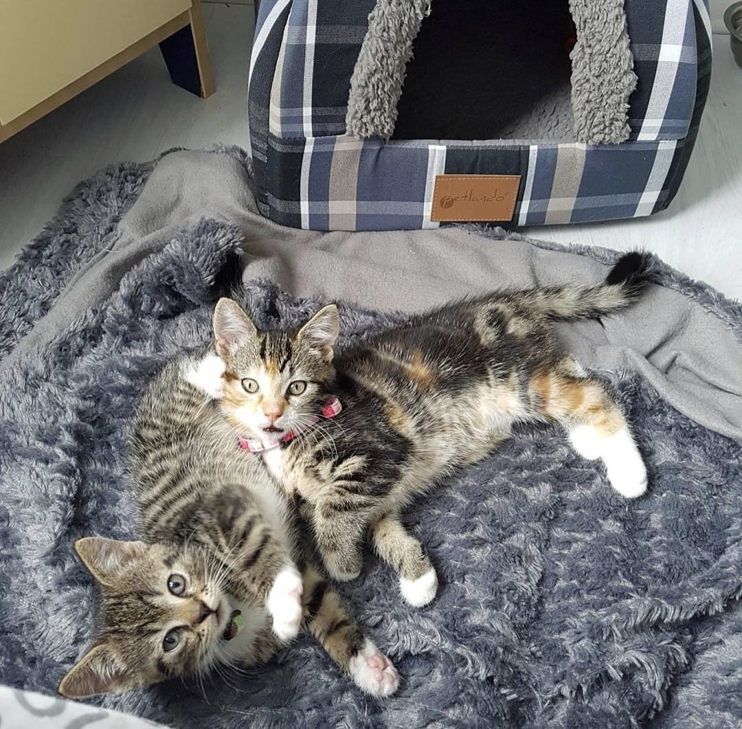 Verschillende kleuren europese korthaar, waaronder zwart, grijs en rood.