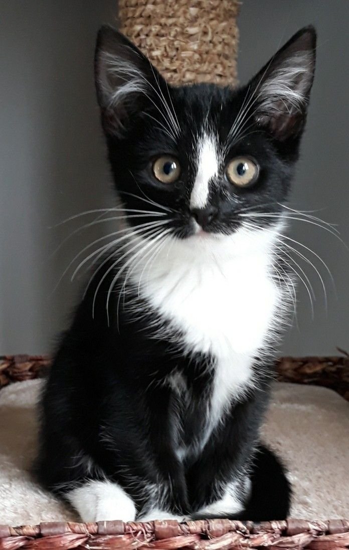 Zwart-witte europese korthaar ligt rustig op een kussen.