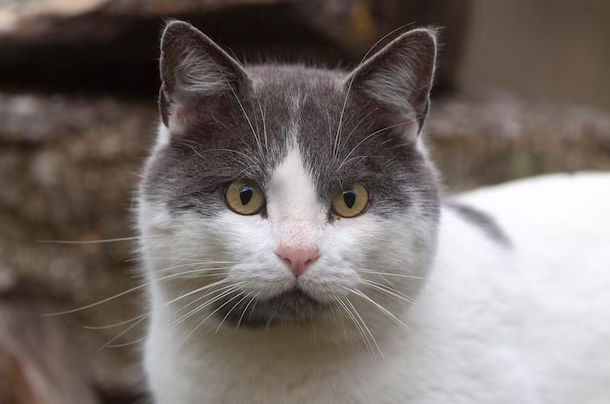 Grijze europese korthaar met groene ogen zit op een tafel.